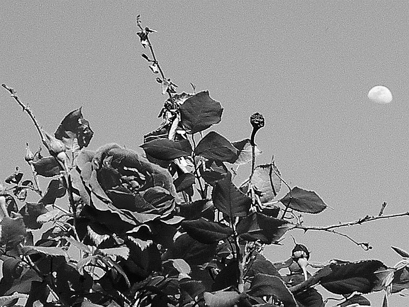 [rosemoon.jpg]