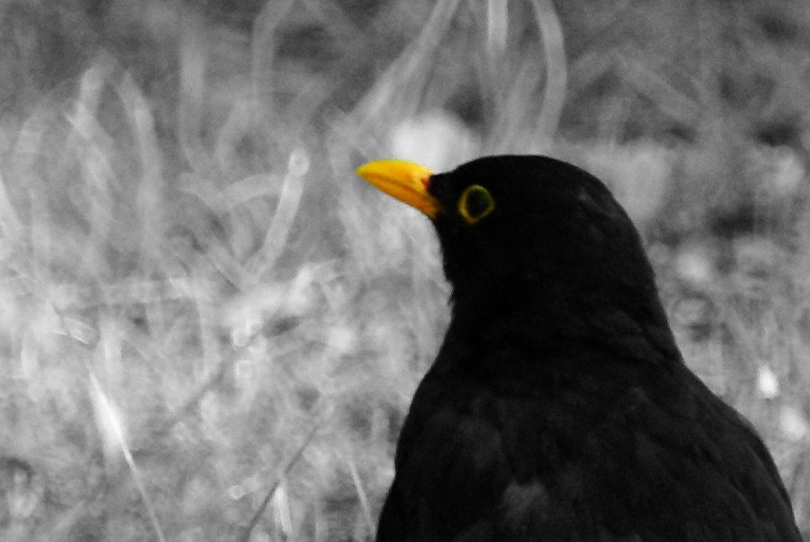 [amsel.jpg]