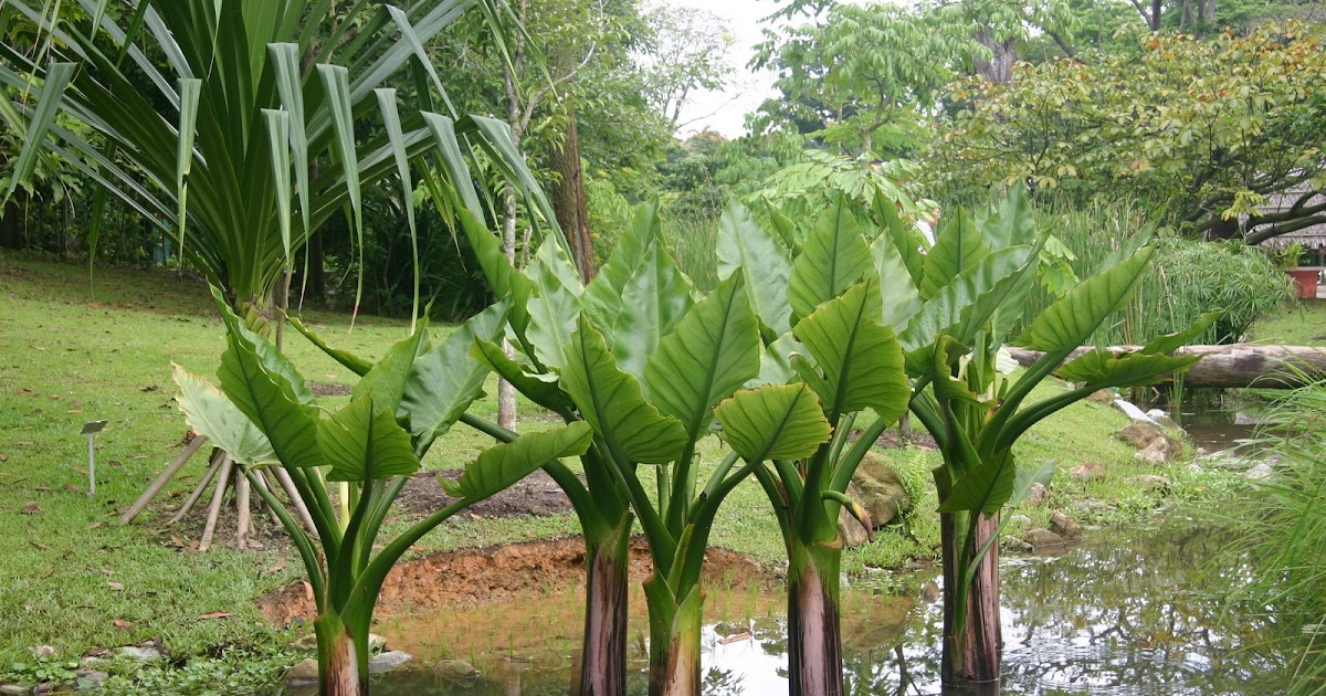 PlantWerkz Water Banana Typhonodorum lindleyanum