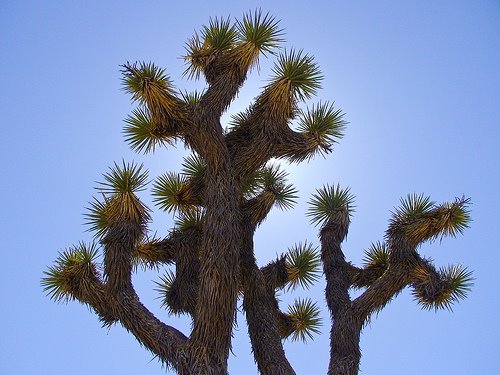 [Joshua+Tree+-+Yucca+Brevifolia+Color.jpg]