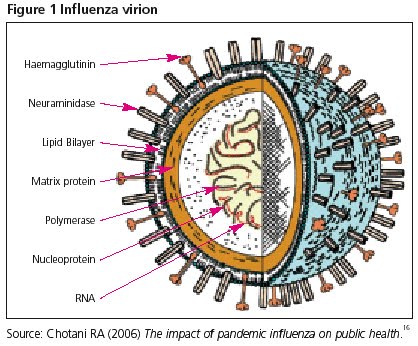 [graphic-influenza-virionfg1_tcm41-144537.jpg]
