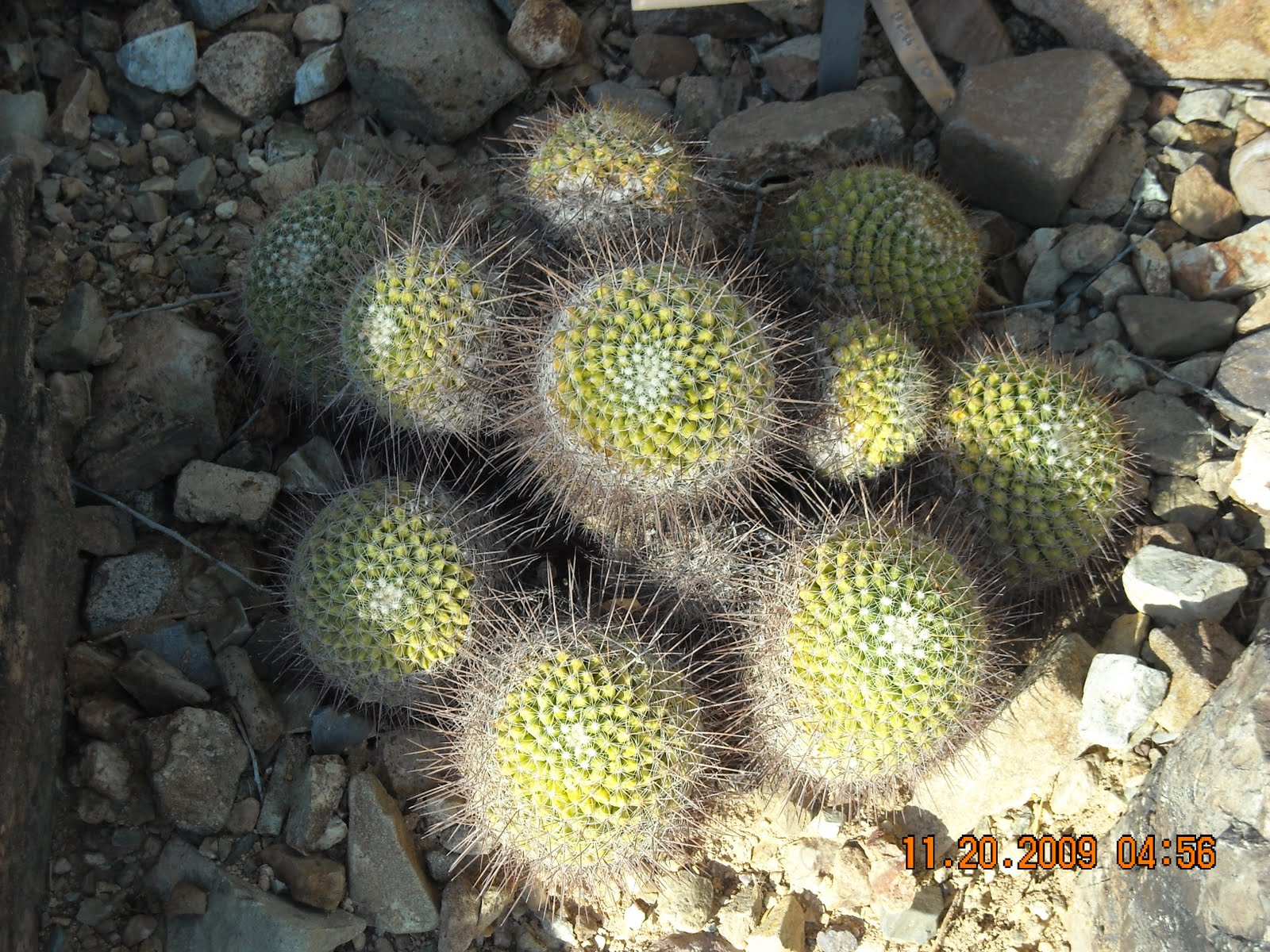 desert plants arizona