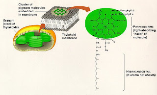 Biology goes BOOM- Thomas Ho