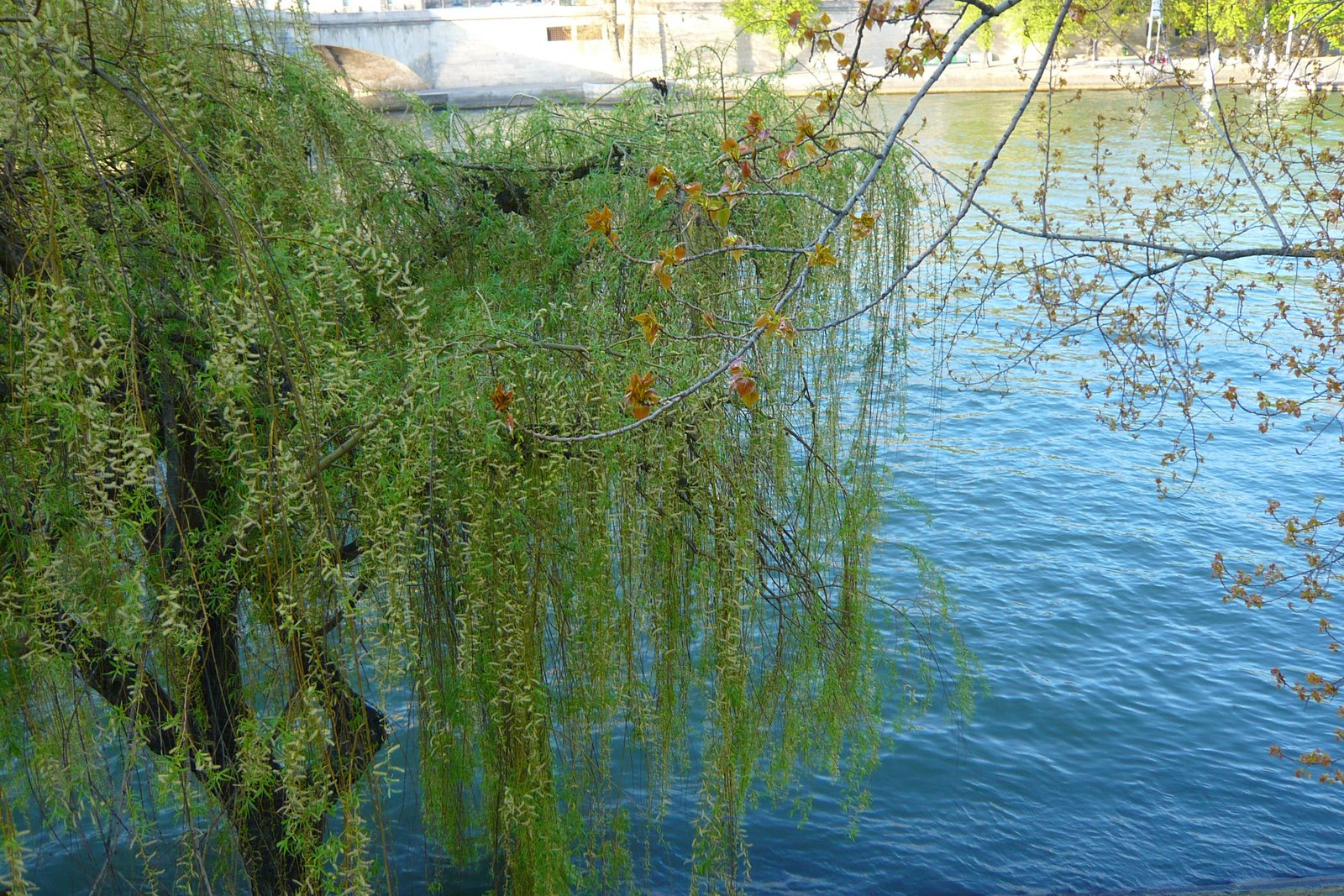 [L1060918.JPG]