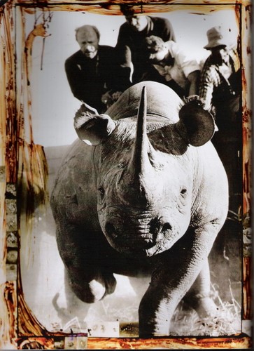 [rino.jpg]