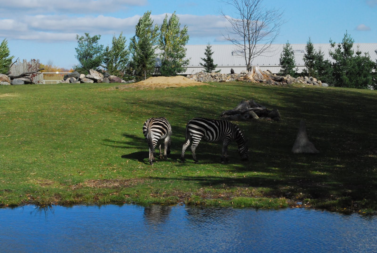 En direct du Québec Zoo de Granby