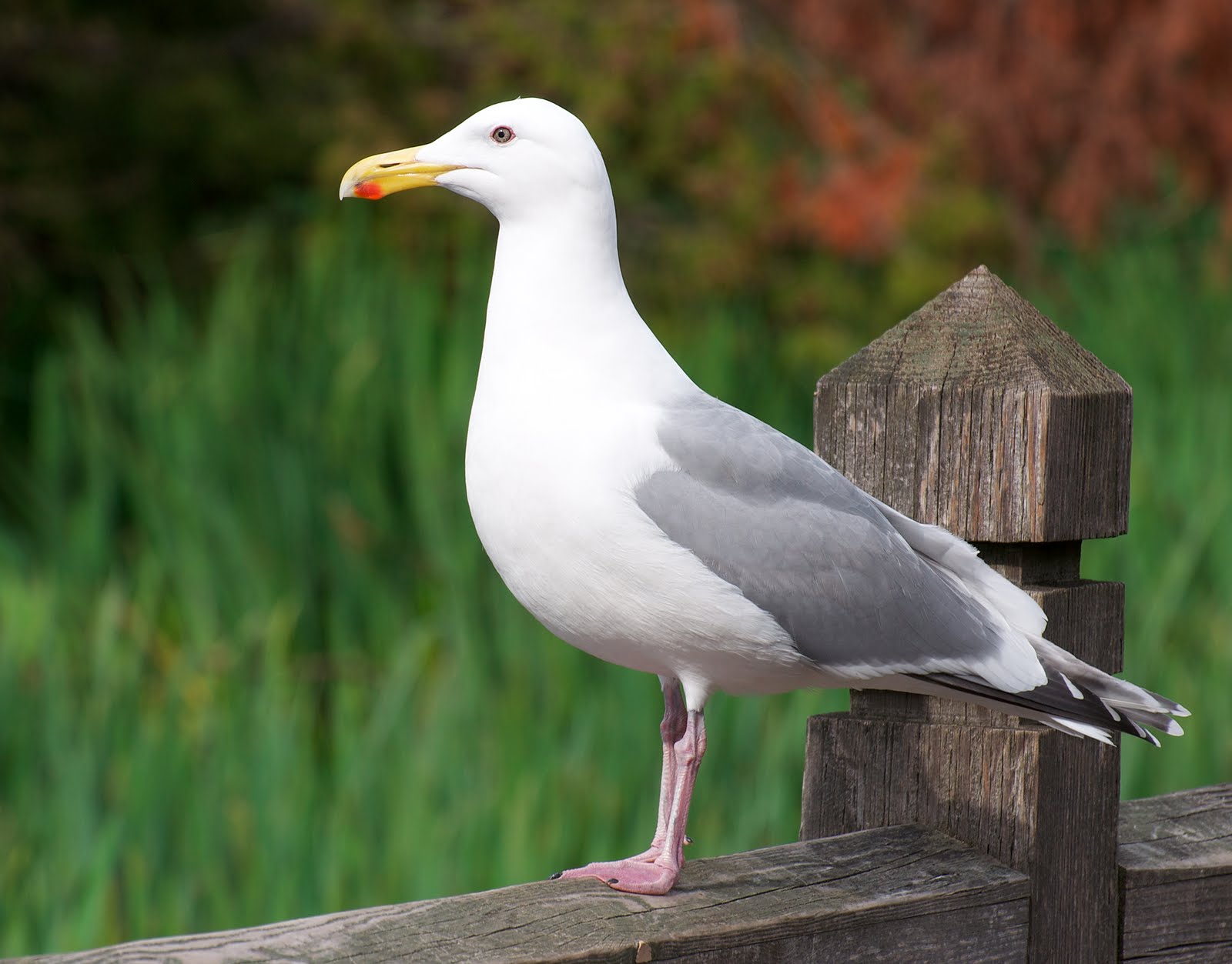 The Herring gull