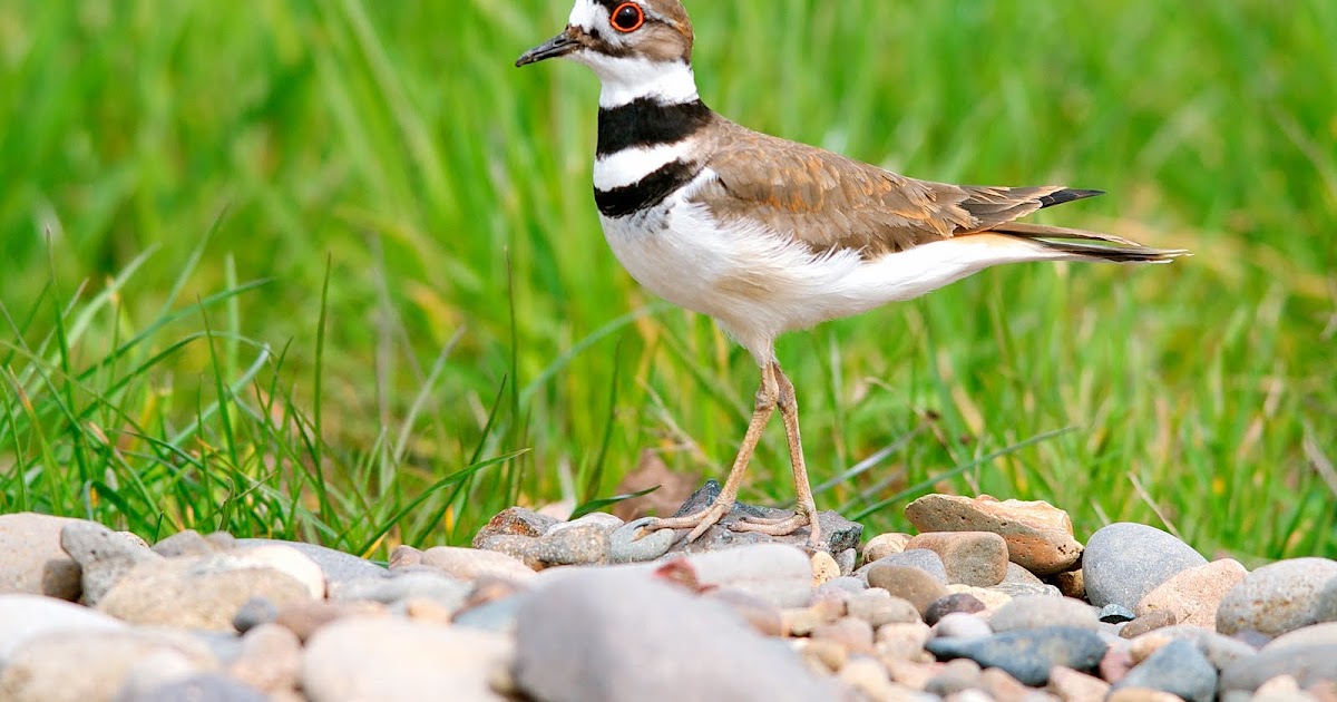 NW Bird Blog Killdeer