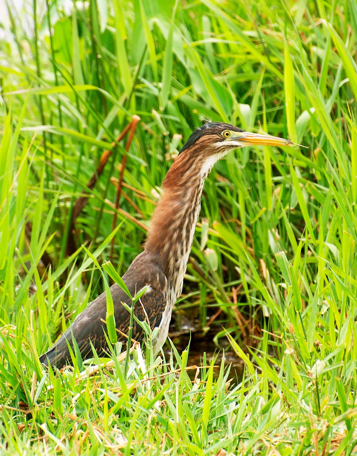 NW Bird Blog Green Heron