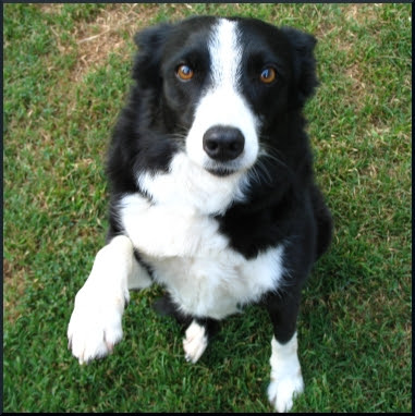 Canine Vestibular Disease