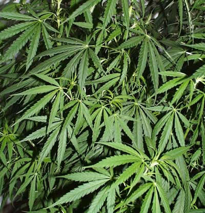 [marijuana_cultivation.jpg]