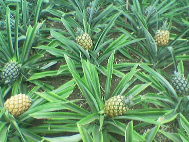 [ananazes.jpg]