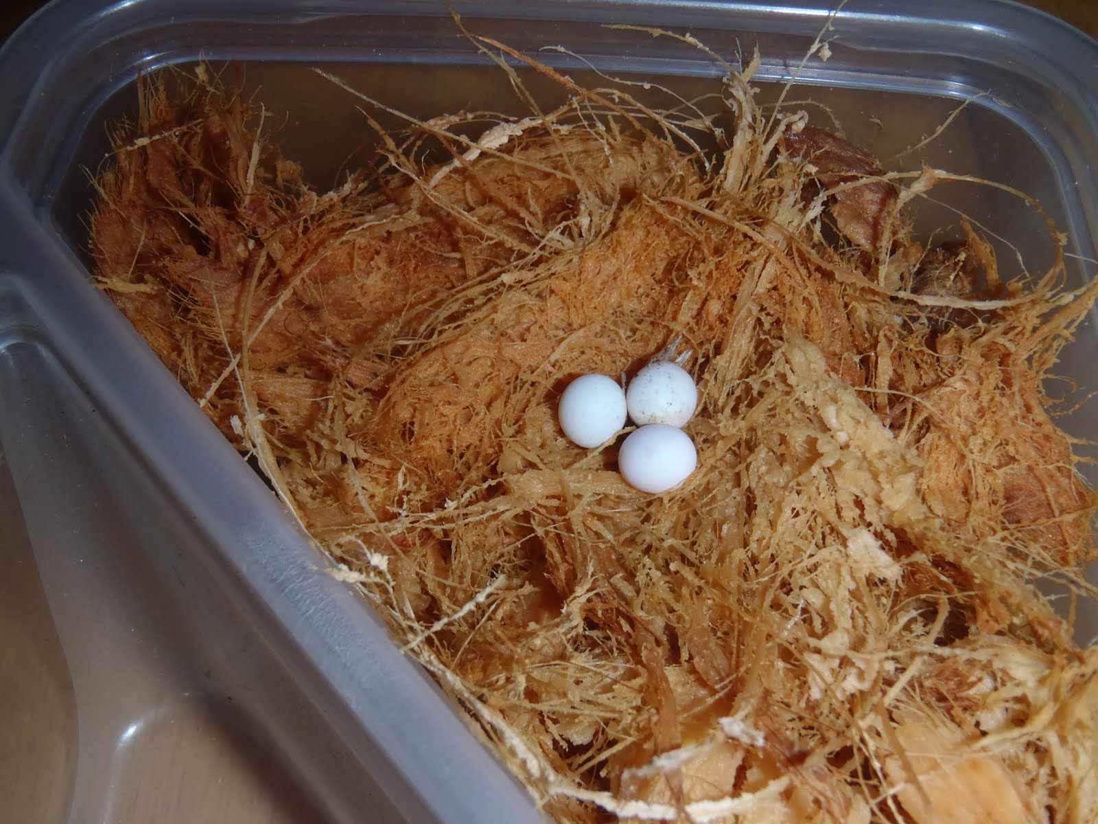 Gecko Eggs Photos