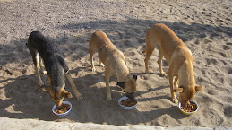 Betty, Scarlet and Shy