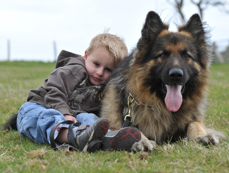 A1K9 The UK's Pre eminent supplier of Personal Protection Dogs