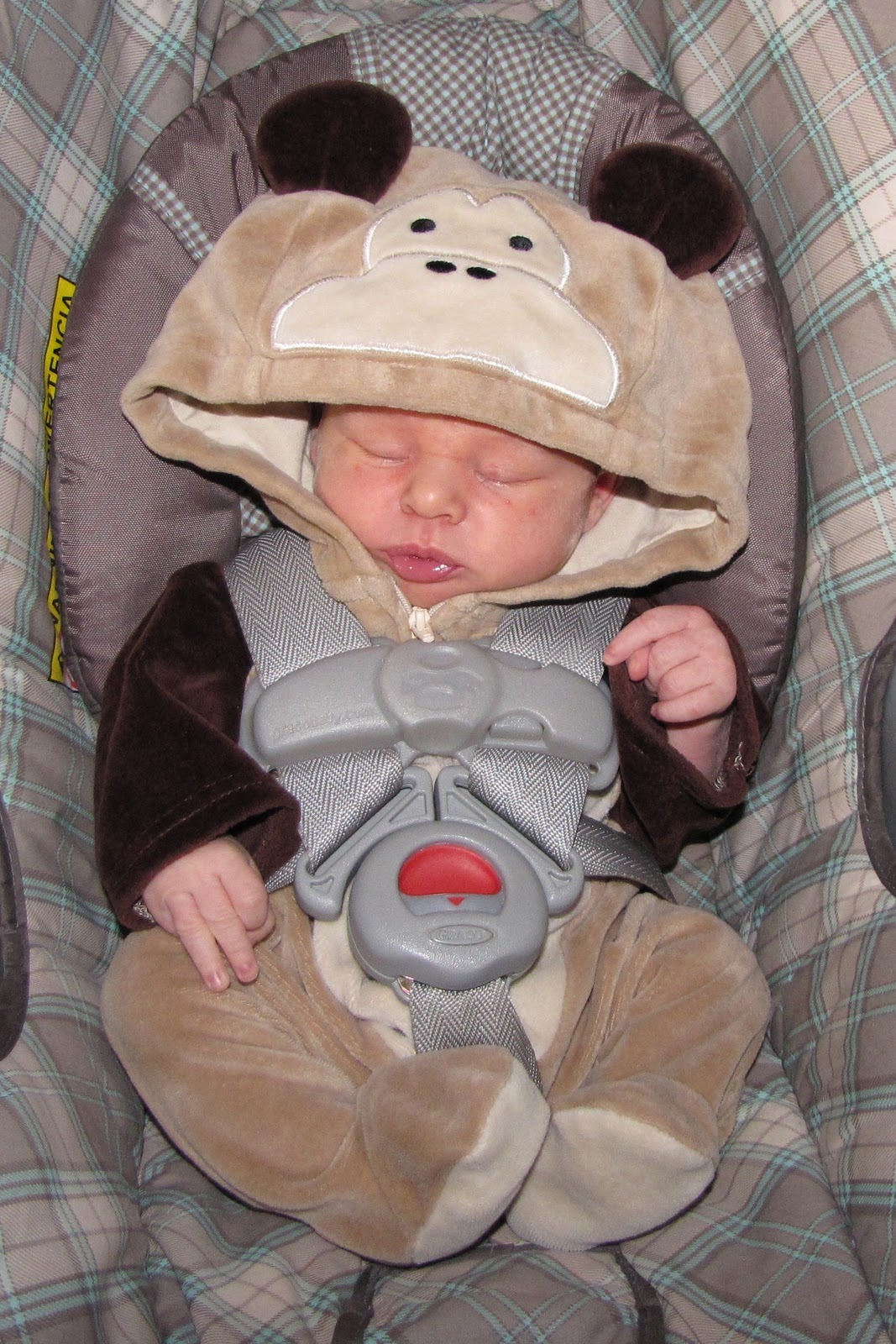 Monkey Costume Ideas