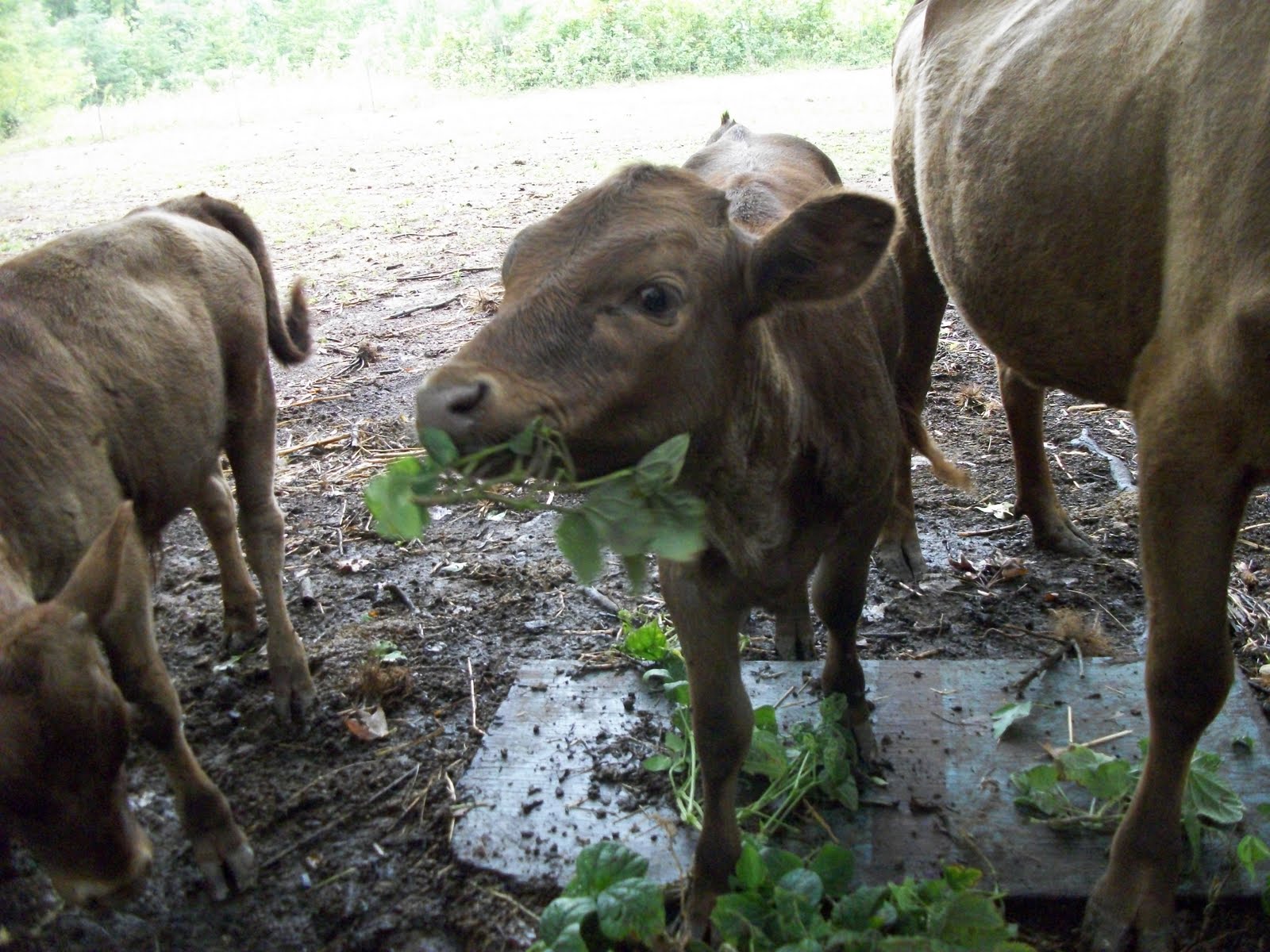 Beans, Beans, they’re good for your… Cattle! Karl's Farm