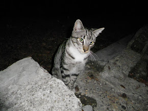 Pantufa e Mimi Adoptados