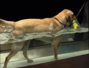 [treadmill2.gif]