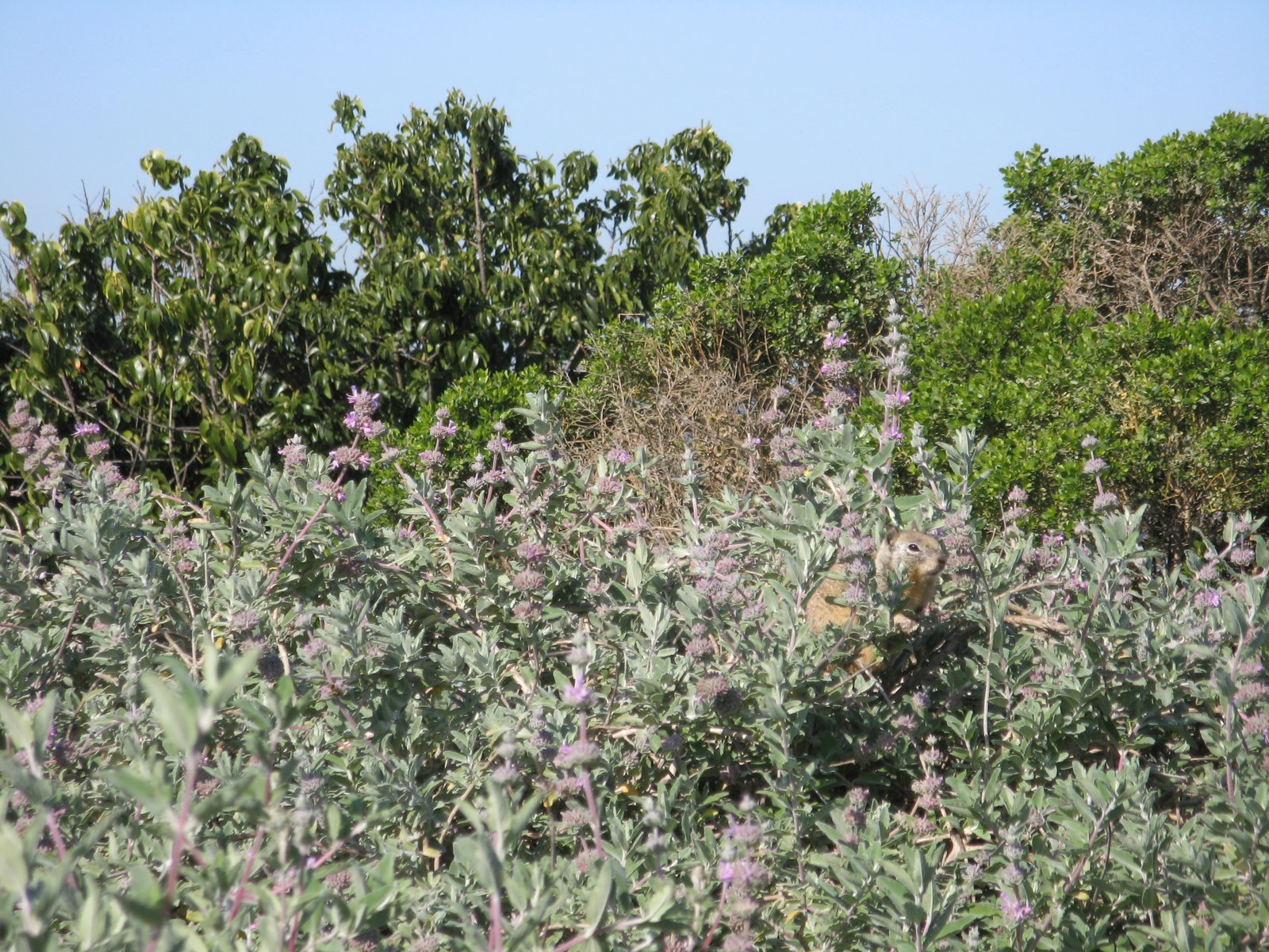 [SquirrelIMG_0907.JPG]