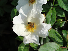Buy Knock Out Rose Bushes