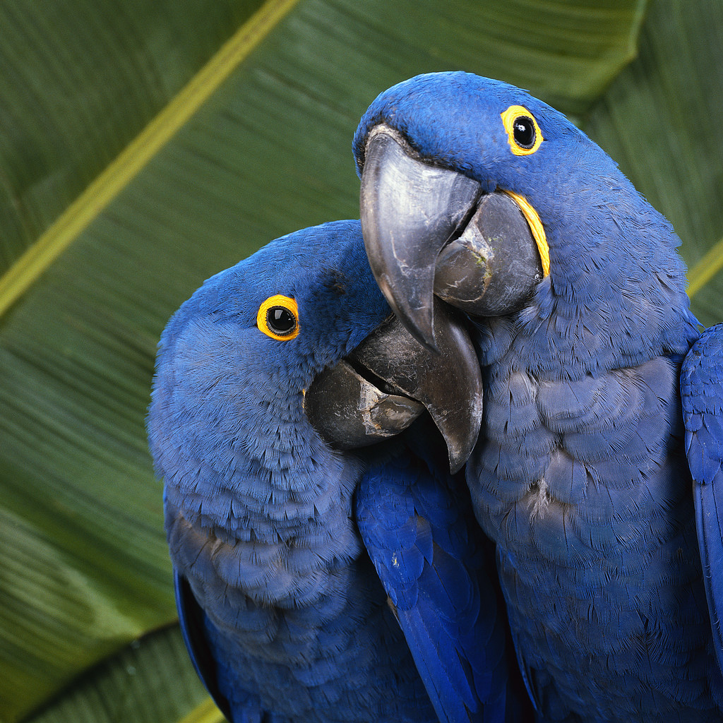 [parrots.jpg]