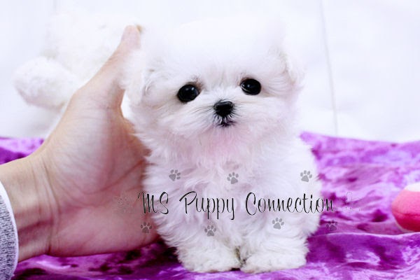 teacup pomeranian nyc new york teacup puppies for sale maltese puppies new york teacup pomeranian nyc new york teacup puppies for sale maltese puppies new york