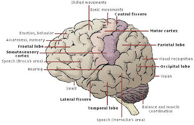 Kids Mind on The Human Brain