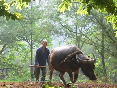 paysan et son buffle en Chine