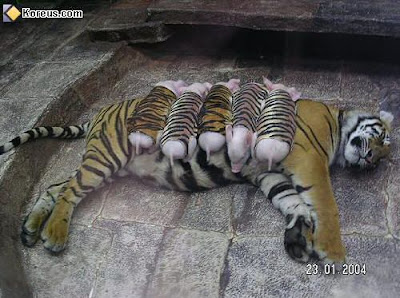 tigre cochonnets