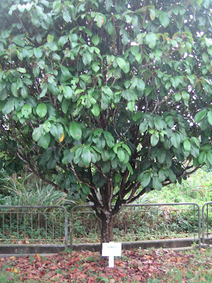 Langsat Tree