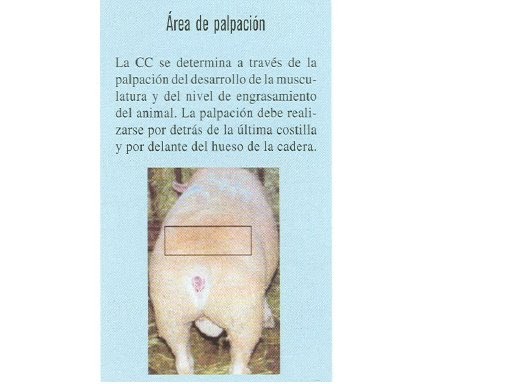 Al dolor en la espalda al cuello los hombros los músculos las articulaciones a las distensiones y lo