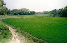 BENGAL  CANVAS