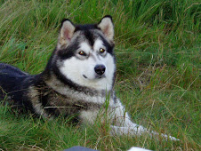 Cira (Alaskan Malamute)