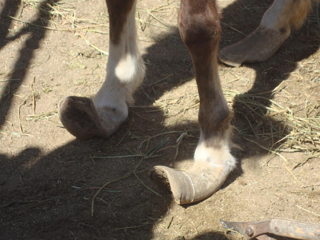 Princess Lea's feet