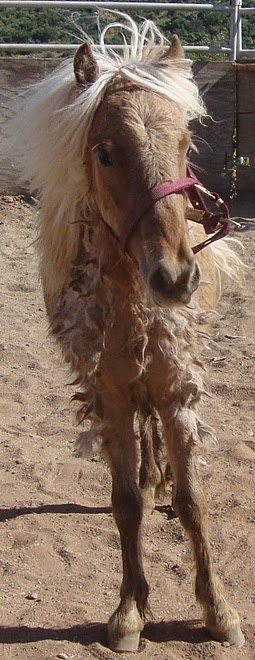 Obi Wan Finds His Loving Home