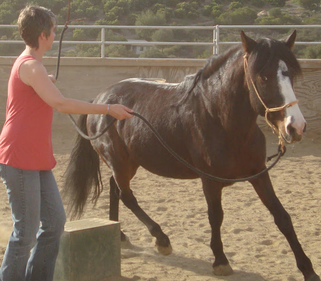 Kelsey working Sultan, a 10 yr old peruvian stallion