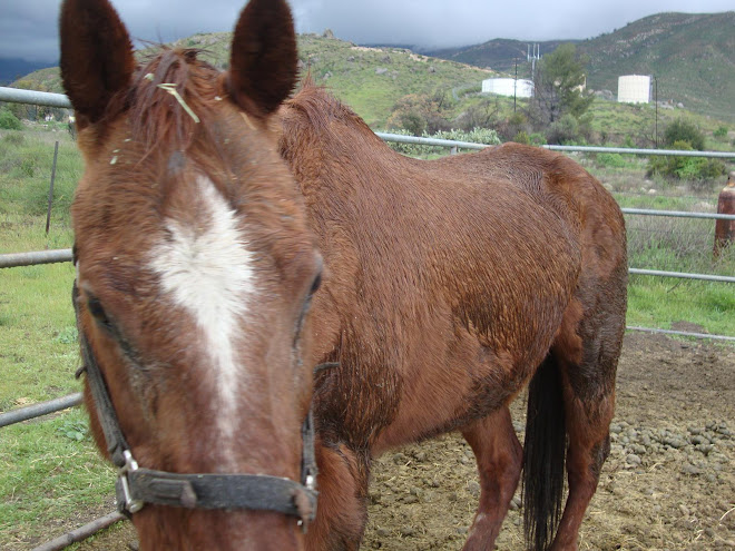 Sage, a mare in need