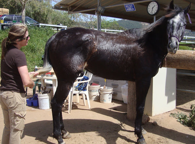 Baron, up for adoption and getting his spa treatment by Melissa