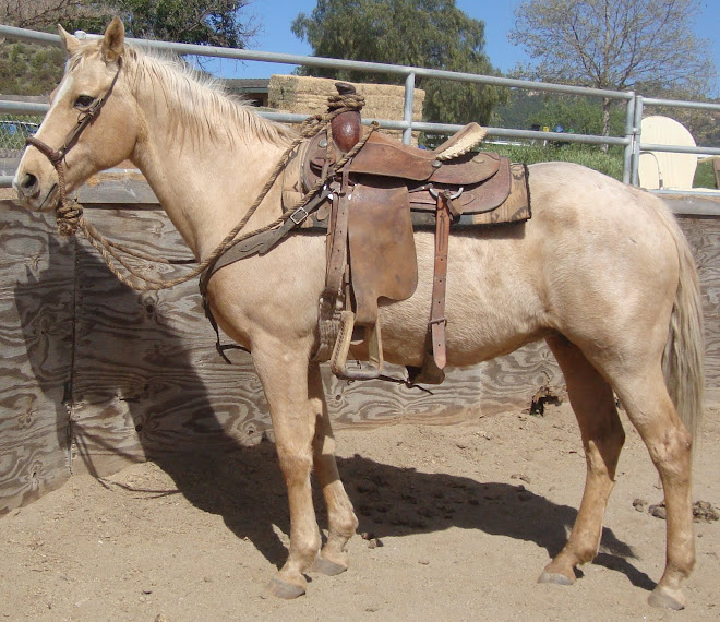 Graceful Gold, 17 yr old reg. palomino - UPDATE, adopted!