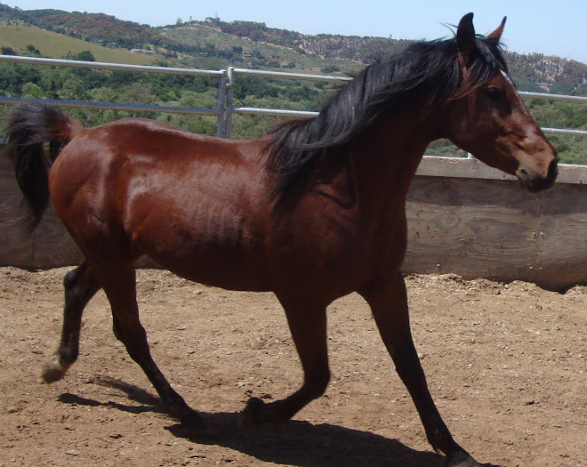Aramus, 3 yr old arabian stallion
