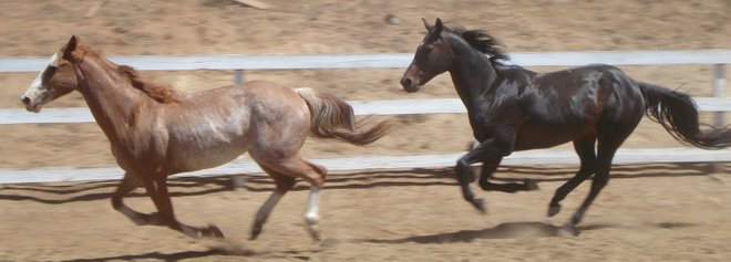 Saturday exercise day, Shasta and Wakan