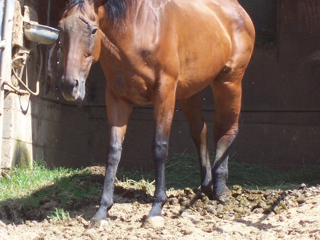 Injured Mare in Fallbrook