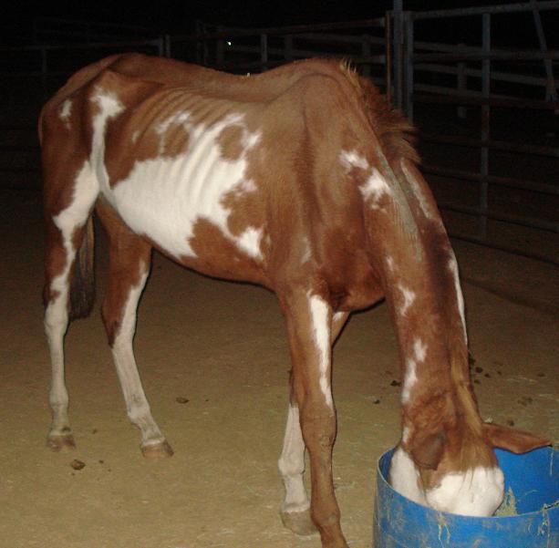 Wizard arrives at FalconRidge - November 12, 2008