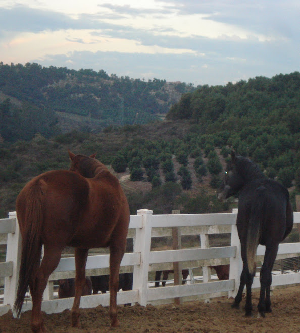 Devon and Baron in the arena