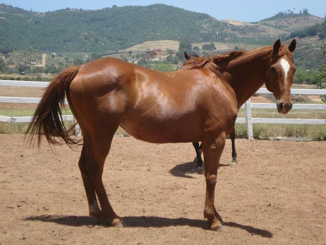 Rainbow - Adopt me, I\