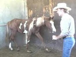 Past rescues. Princess before....