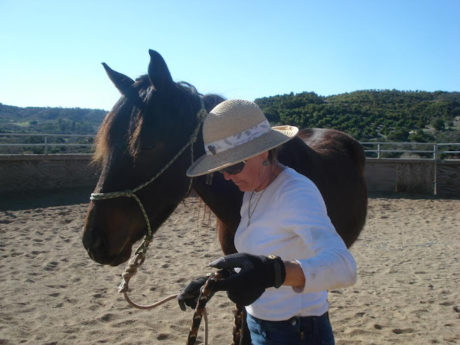 Lynda works with thoroughbred Ryder, a 3 yr old