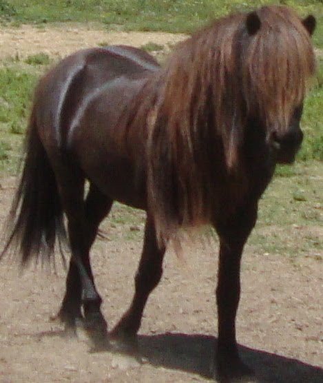 Icelandic Stallion