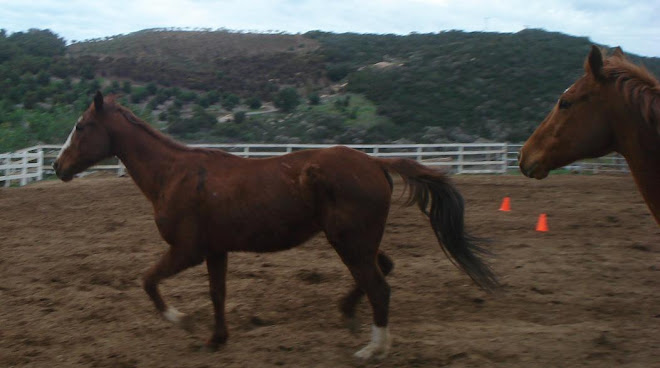 Rowdy Now, a month after rescue